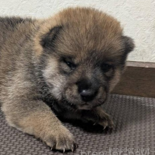 商談中の新潟県の柴犬-398620の1枚目
